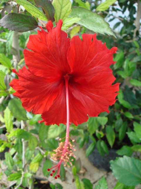 Hibiscus fleur